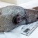 العثور على سمكة بلا وجه بعد اختفائها أكثر من مئة عام